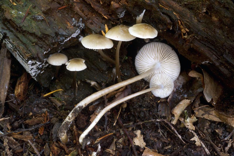 Mycena galericulata